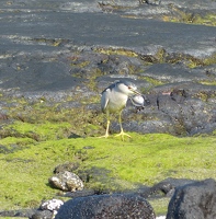 Black-crowned Night Heron